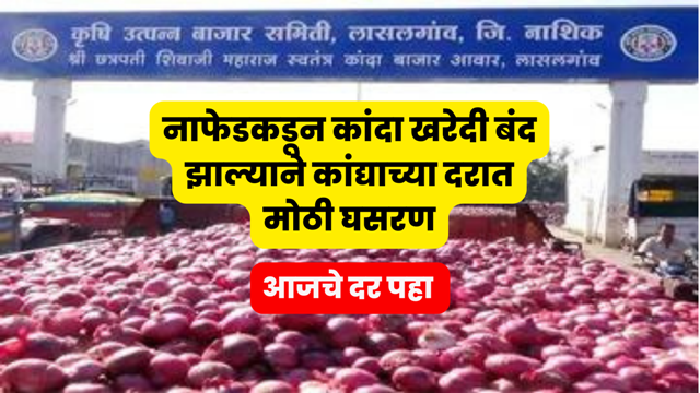 Nafed Onion Price Today