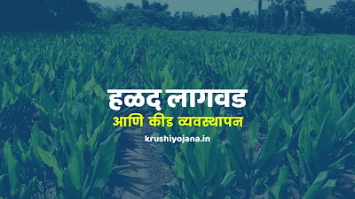 Turmaric Cultivation information in Marathi