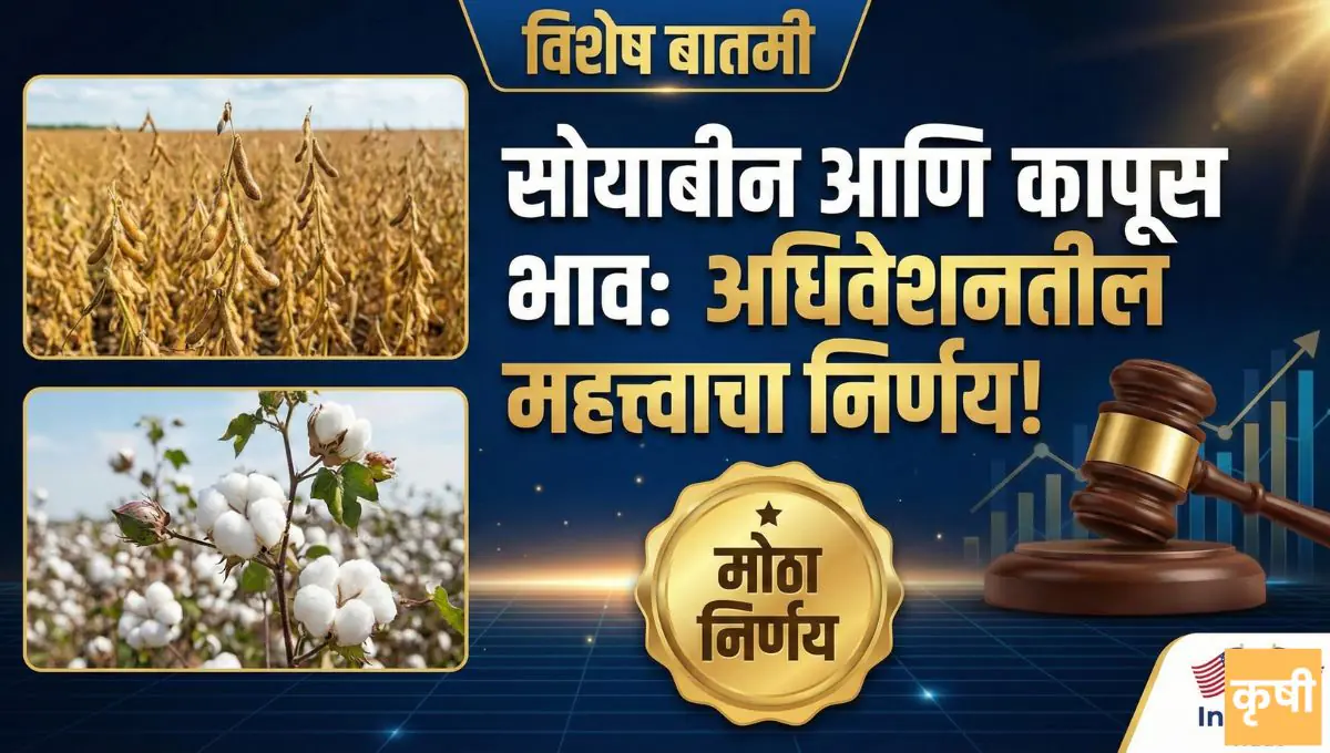 soyabin ani kapus bhav