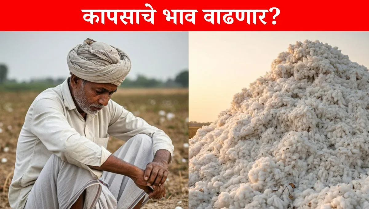 Cotton bajarbhav today