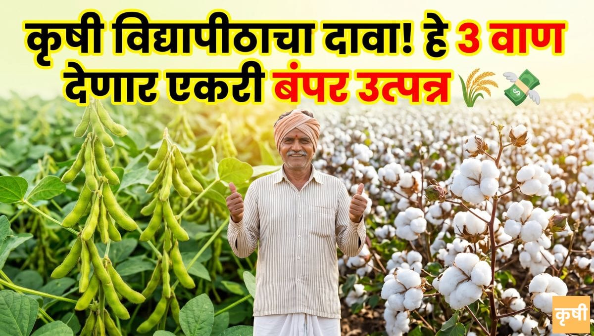 kapus soyabin veriaty